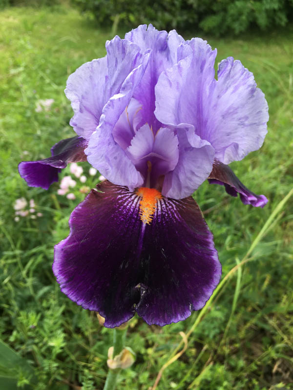 Iris 'Magic Man' photo